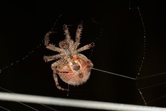 Pararaneus