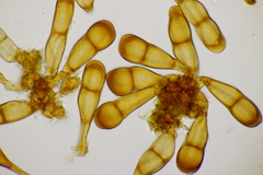 Puccinia phragmitis