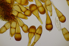 Puccinia phragmitis