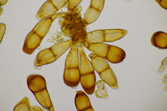 Puccinia phragmitis