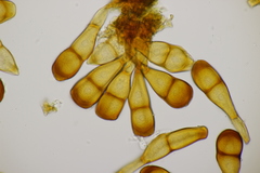 Puccinia phragmitis