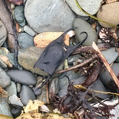 Rostroraja eglanteria