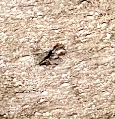 Antrostomus carolinensis