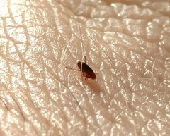 Siphonaptera