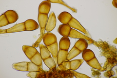 Puccinia phragmitis
