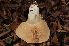 Lactarius circellatus
