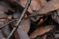 Rutstroemia alni
