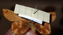 Boloria pales