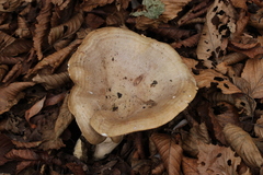 Lactarius circellatus