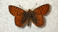 Boloria pales
