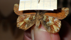 Boloria pales