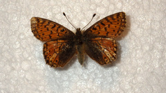 Boloria pales