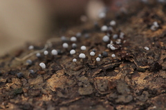 Myxomycetes