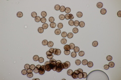 Myxomycetes