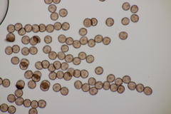 Myxomycetes