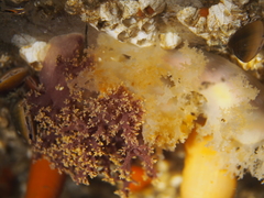 Dendronotus lacteus