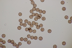 Myxomycetes