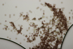 Myxomycetes