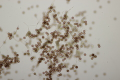 Myxomycetes