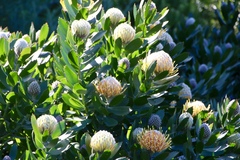 Leucospermum × hybridum