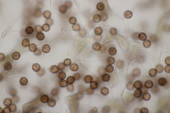 Myxomycetes