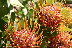 Leucospermum × hybridum