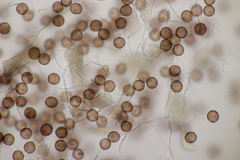 Myxomycetes