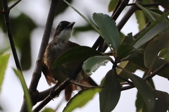 Chlorocichla simplex