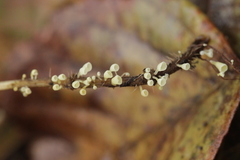 Calyptella campanula