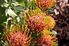 Leucospermum × hybridum