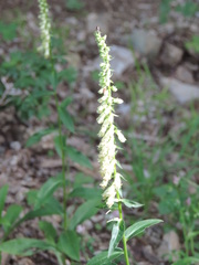 Digitalis micrantha