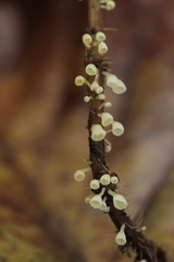 Calyptella campanula