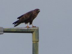 Buteo buteo
