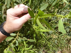 Chrysomela confluens