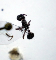 Myrmica bergi