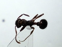 Myrmica bergi