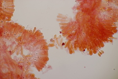 Calyptella campanula