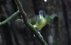 Bleda canicapillus