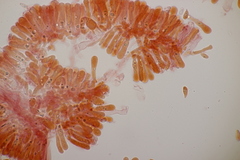 Calyptella campanula