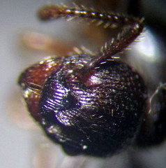 Myrmica bergi