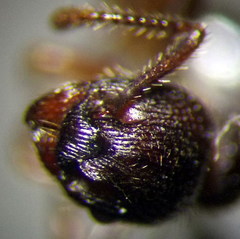 Myrmica bergi
