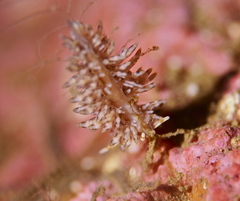 Eubranchus vittatus
