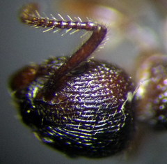 Myrmica bergi