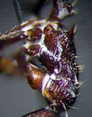 Myrmica bergi