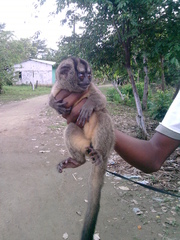 Aotus lemurinus