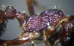 Myrmica bergi
