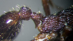 Myrmica bergi