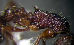 Myrmica bergi