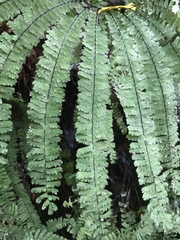 Adiantum aleuticum aleuticum