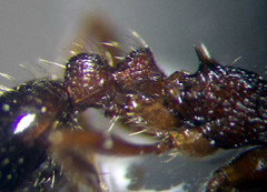 Myrmica bergi